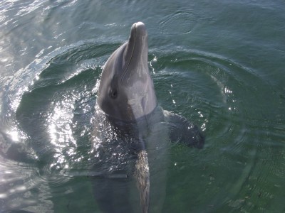 2007 Dolphin ScreenSaver 1.0 screenshot