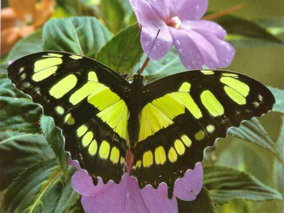 7art Butterfly Paradise ScreenSaver 1.2 screenshot