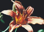 7art Flowers Pro ScreenSaver 1.0 screenshot 7art Flowers Pro ScreenSaver 1.0 screenshot
