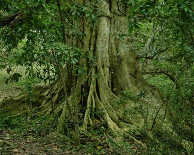 7art Glorious Trees ScreenSaver 1.5 screenshot 7art Glorious Trees ScreenSaver 1.5 screenshot