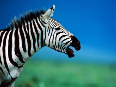 7art Stripy Zebras ScreenSaver 1.2 screenshot