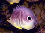 7art Tropical Fish ScreenSaver 1.0 screenshot 7art Tropical Fish ScreenSaver 1.0 screenshot