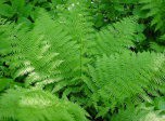 7art Verdure ScreenSaver 1.0 screenshot 7art Verdure ScreenSaver 1.0 screenshot