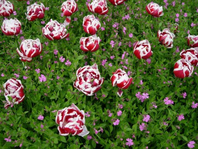 7art Wild Flowers ScreenSaver 2.3 screenshot 7art Wild Flowers ScreenSaver 2.3 screenshot
