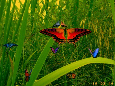 Amazing Butterflies screensaver 1.1 screenshot Amazing Butterflies screensaver 1.1 screenshot