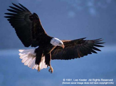 American Bald Eagles 1.3 screenshot