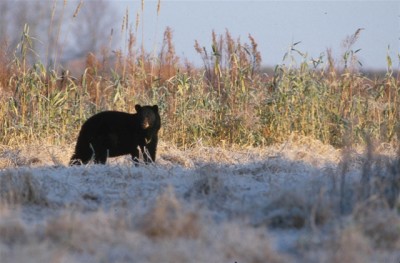 American Black Bear Screensaver 1.0 screenshot American Black Bear Screensaver 1.0 screenshot