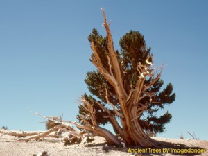 Ancient Trees 3.0 screenshot