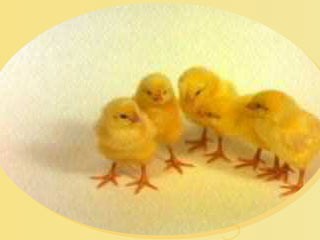 Animated Blessings Of Jesus Screensaver 1.0 screenshot Animated Blessings Of Jesus Screensaver 1.0 screenshot