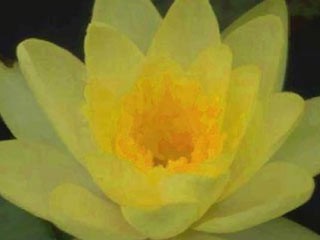 Animated Blessings On Easter Screensaver 1.0 screenshot Animated Blessings On Easter Screensaver 1.0 screenshot