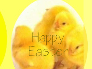 Animated Easter Chickens Screensaver 1.0 screenshot Animated Easter Chickens Screensaver 1.0 screenshot