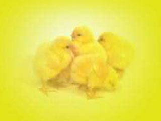 Animated Message Of Easter Screensaver 1.0 screenshot Animated Message Of Easter Screensaver 1.0 screenshot