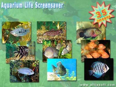 Aquarium Life Screensaver 3.2 screenshot