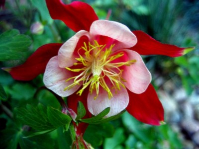 Aquilegia Flowers Part 1 Screensaver 1.0 screenshot Aquilegia Flowers Part 1 Screensaver 1.0 screenshot