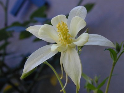 Aquilegia Flowers Part 2 Screensaver 1.0 screenshot