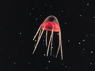 Awesome Aliens of the Deep Screen Saver 1.0 screenshot