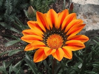 Awesome Flowers Screen Saver 1.0 screenshot Awesome Flowers Screen Saver 1.0 screenshot