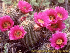 Beautiful Cactus 3.0 screenshot