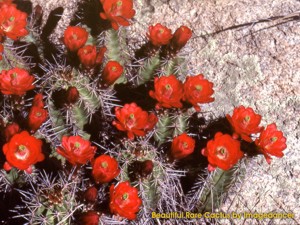 Beautiful Rare Cactus 3.0 screenshot Beautiful Rare Cactus 3.0 screenshot