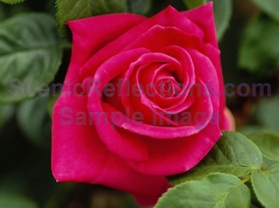 Beautiful Roses Screensaver 1.0 screenshot Beautiful Roses Screensaver 1.0 screenshot