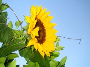 Beautiful Sunflowers Screensaver 1 screenshot