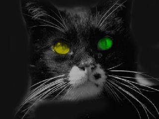 Beware the Black Cat Screensaver 2.0 screenshot Beware the Black Cat Screensaver 2.0 screenshot