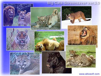 Big Cats Screensaver 3.1 screenshot Big Cats Screensaver 3.1 screenshot