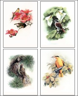 Bird Drawings 1 Screensaver 1.0 screenshot