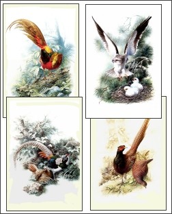 Bird Drawings 2 Screensaver 1.0 screenshot