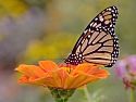 Butterflies-Living Color 3.0 screenshot Butterflies-Living Color 3.0 screenshot