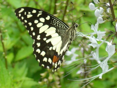 Butterflies Screensaver 2007 1.0.1 screenshot