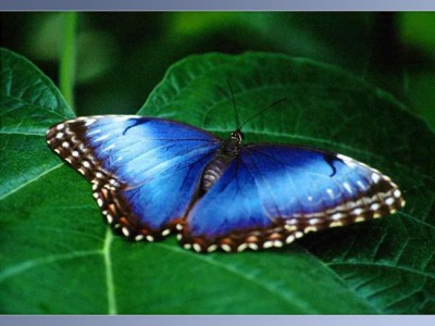 Butterfly ScreenSaver Volume 1 1.0 screenshot
