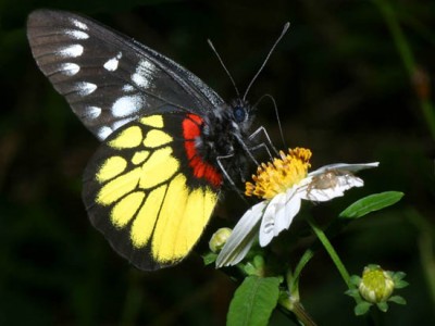 Butterfly ScreenSaver Volume 2 1.0 screenshot