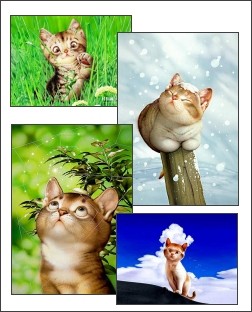 Cartoon Cats Screensaver 1 1.0 screenshot Cartoon Cats Screensaver 1 1.0 screenshot