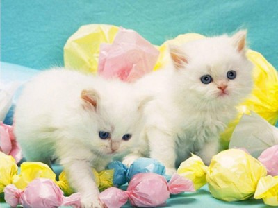 pictures of kittens and cats. Cats and Kittens ScreenSaver