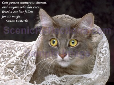 Cats and Quotes Screensaver 2.0 screenshot Cats and Quotes Screensaver 2.0 screenshot