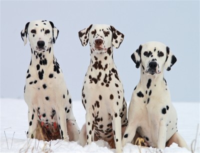 Dalmatian Fire Dog Screensaver 1.0 screenshot