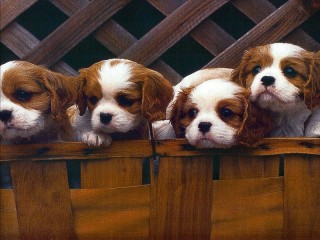 Pictures of Dogs - Dogs and Puppies