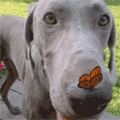 Dogs Days 1.0 screenshot Dogs Days 1.0 screenshot