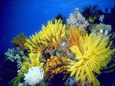 DPSM - Underwater Ocean ScreenSaver 1.41 screenshot