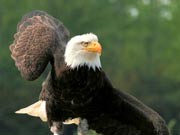 Eagles Screen Saver 1.0 screenshot