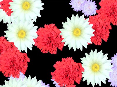 FD Blossoming Flowers Screensaver 1.3.61 screenshot