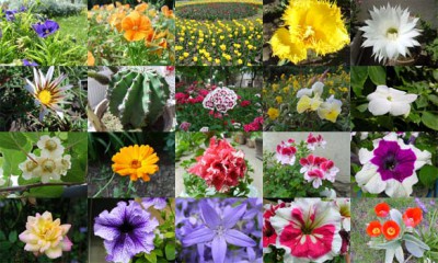 Flowers Photo Screensaver 1.0 screenshot