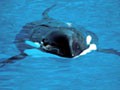 Free Blue Whales Screensaver 1.0 screenshot