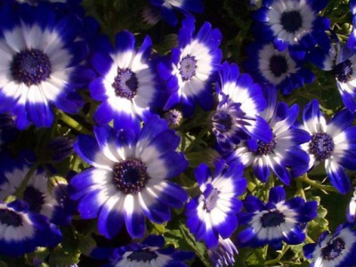 Free Gorgeous Flowers Screensaver 1.0 screenshot Free Gorgeous Flowers Screensaver 1.0 screenshot