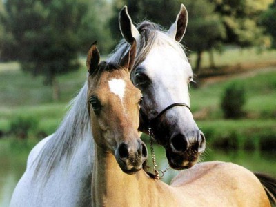 Free Graceful Horse Screensaver 1.0 screenshot