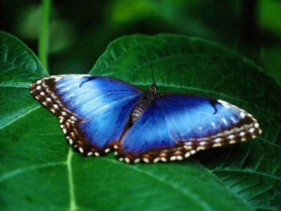 Free Living Butterfly Screensaver 1.0 screenshot Free Living Butterfly Screensaver 1.0 screenshot