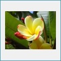 Free Macro Pictures of Flowers Screensaver 1.0 screenshot Free Macro Pictures of Flowers Screensaver 1.0 screenshot