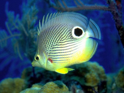 Free Screen Backgrounds on Aquarium Wallpaper  Free Marine Aquarium Screensaver 1 0 Screenshot