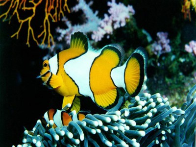 Free Marine Fish Screensaver 1.0 screenshot Free Marine Fish Screensaver 1.0 screenshot